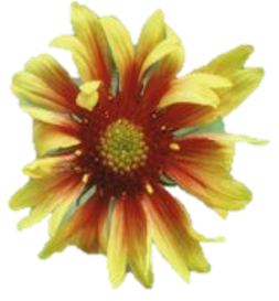 Gaillardia aristata