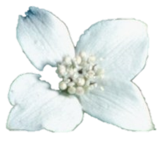 Chamaepericlymenum canadense