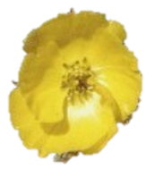 Ranunculus adoneus